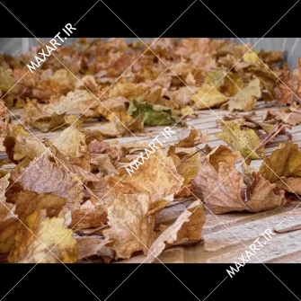 عکس استوک برگ های پاییزی 2010