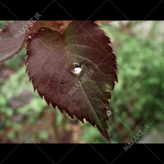 عکس استوک برگ قرمز با نم باران 2011