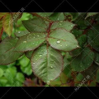 عکس استوک برگ های سبز با نم باران 2011