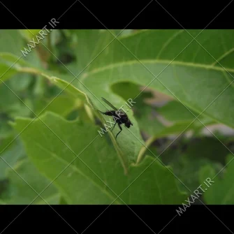 عکس استوک مگس روی برگ سبز 2011