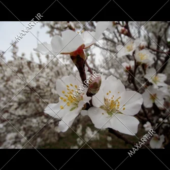 عکس استوک شکوفه های بهاری دو 2011