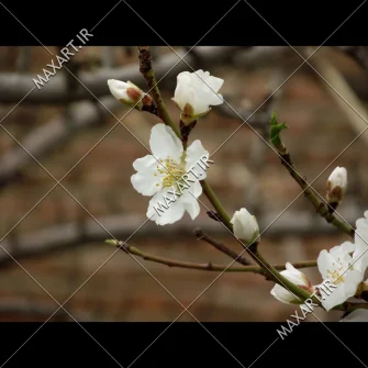 عکس استوک شکوفههای بهاری 2011
