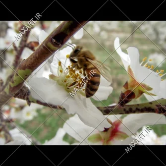 عکس استوک شکوفه و زنبور 2011