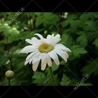 توضیحات عکس استوک گل مینا 2011