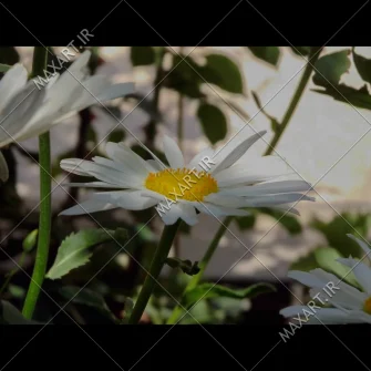 عکس استوک گل مینا در طبیعت 2011