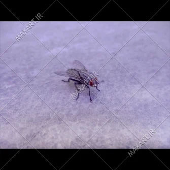عکس استوک مگس ماکرو 2011