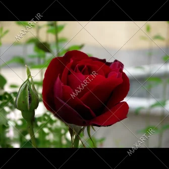 عکس استوک رز سرخ 2011