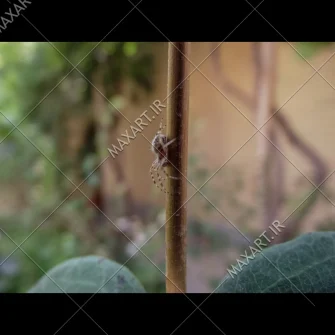 عکس استوک عنکبوت روی ساقه گیاه 2011