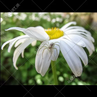 عکس استوک عنکبوت روی گل در طبیعت 2011